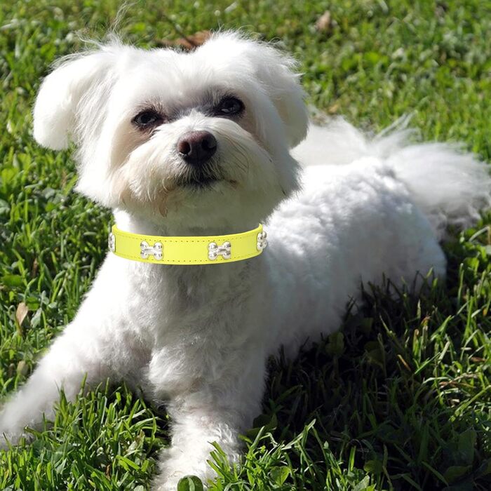 Нашийник для собак HALFSUO з шкіри та поводок Cobo: комплект для маленьких та середніх собак і котів (S, жовтий)