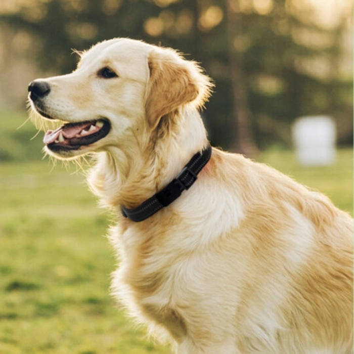 GPS-трекер для собак Locon DOG Max: нашийник із функцією швидкого скидання та керуванням через додаток (6 місяців)