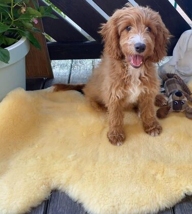 Шкіряний лежак для собак та котів Merino-Lammfell, X-Large, 100 см. Медична обробка, легко миється (30°C). Німецька якість.