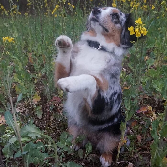 Нашийник для собак Nobby Pacific, сірий, 37 см (розмір 30-35 см), 17/19 мм