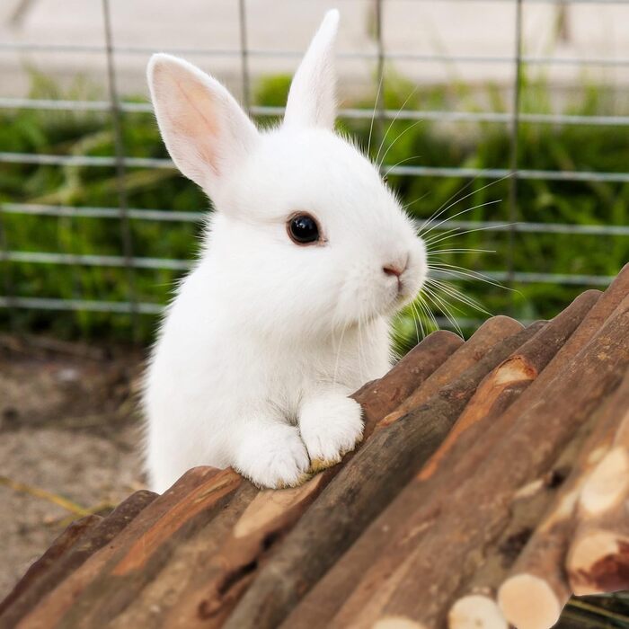 Міст для кроликів та морських свинок Relaxdays Nagerbrücke Holz, 40 x 65 см, дерев'яний, гнучкий, аксесуар для клітки
