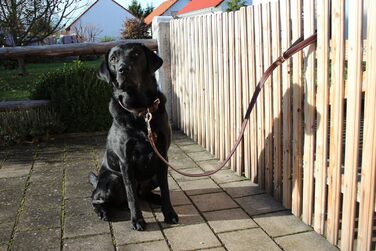 Шкіряний повідок для собак Activity4Dogs, 1 м, 2 см, для середніх і великих собак, коричнево-чорний, Німеччина