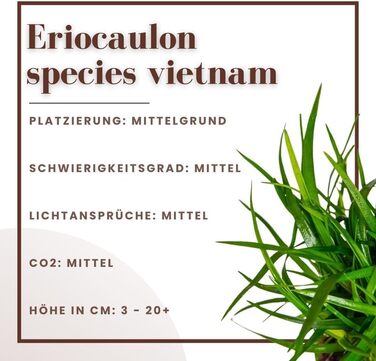 Водорості AquaOne Eriocaulon 'Vietnam', 3 шт. – акваріумна рослина для середнього плану, повністю вкорінена, для акваскейпу та декору