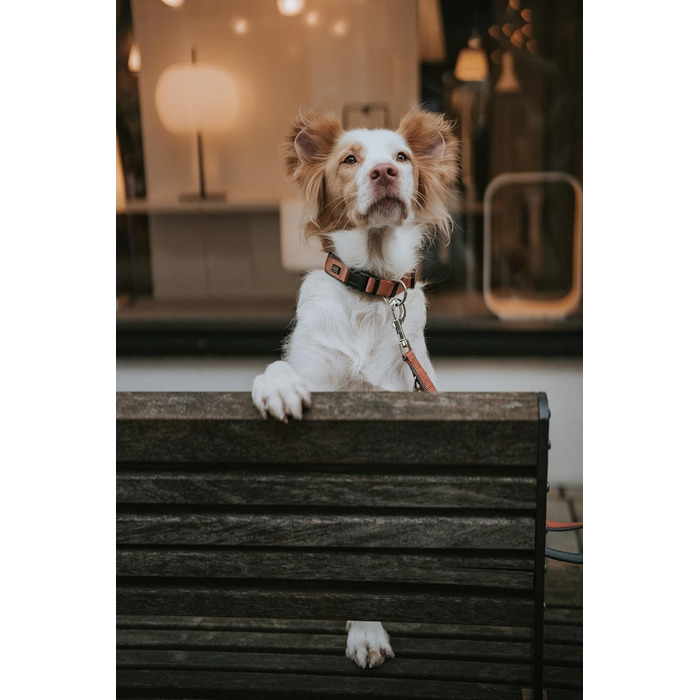 Нашийник для собак HUNTER Neopren Vario Plus, нейлон, неопрен, регульований, з поглинанням ривка, комфортний, розмір L/2,5, колір: мідний/сірий