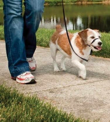 Шлейка для собак PetSafe Easy Walk, середній/великий розмір (чорна, L)