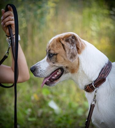 Нашийник для собак Джек Рассел з натуральної шкіри буйвола, ручної роботи, Talia (XL, 46-58 см)