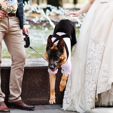 Смугастий костюм для собак ASENKU: смокінг з метеликом, формальний набір для свят, дня народження, чорний, XL-XXL