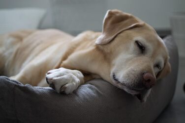 Лебон - ліжко для собак Гордон - Бежево-коричневе, м'яке, з товстою лежанкою, 3 розміри, можна прати (M)