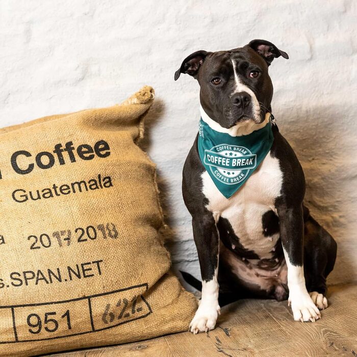 Шлея для собак Max & Molly Coffee Break, розмір L