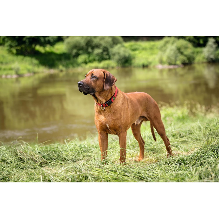 Нашийник для собак HUNTER Neopren Vario Plus, червоно-чорний, розмір L/2.5, міцний нейлон, м'яка неопренова підкладка, регульований, з поглиначем ривка, зручний, легкий у догляді