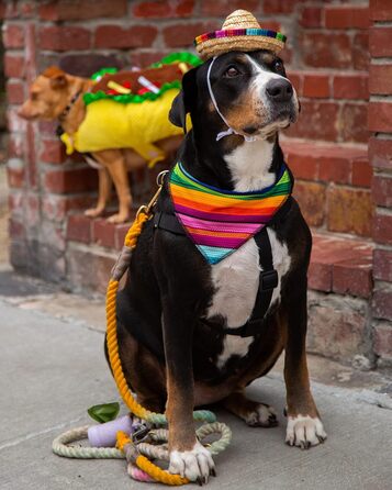 Костюм для собак та котів Pet Krewe Taco Medium - Веселий набір для фотосесій та свят