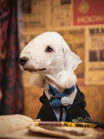 Костюм для собак та котів з окулярами та краваткою, косплей, Slytherin, розмір M