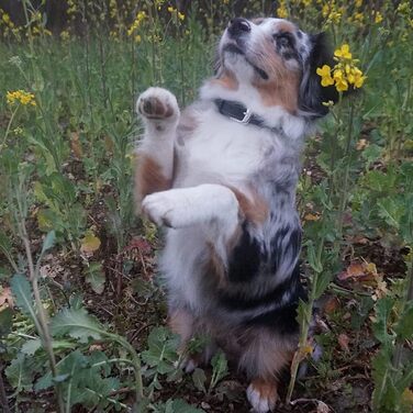 Нашийник для собак Nobby Pacific, сірий, 37 см (розмір 30-35 см), 17/19 мм