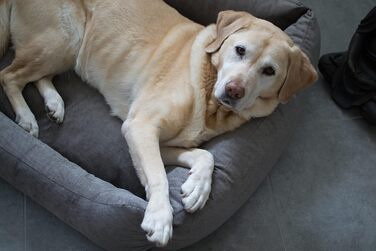 Лебон - ліжко для собак Гордон - Бежево-коричневе, м'яке, з товстою лежанкою, 3 розміри, можна прати (M)