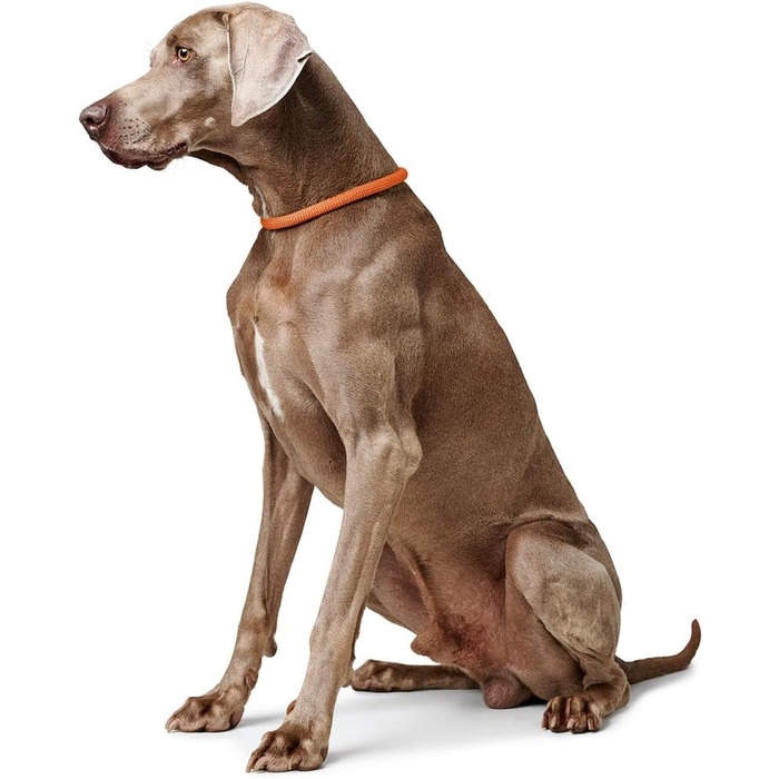 HUNTER Dressurhalsung FREESTYLE, чорний, міцний ошейник для тренувань та повсякденного використання, розмір L