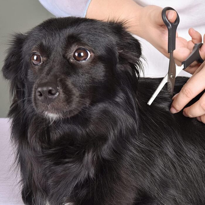 Професійна собача ножиця з круглим кінчиком з нержавіючої сталі, ножиця для очей для собак та котів, професійний інструмент для грумінгу, розмір 17 x 6,6 x 1,1 см 6371 + 6373