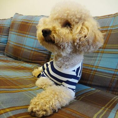 Захисний боді для собак після операції, боді для собак після кастрації/стерилізації, захисний одяг для собак з відкритими лапами, з отвором для рани, з нейлоновою застібкою, для собак з алергією, лисістю, післяопераційний одяг, блакитно-білий в смужку (S)