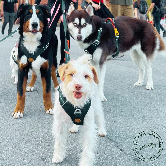 Шлея для собак Nomadog Trailblazer, антивитяг, з м'якою підкладкою та ручкою, регульована, відбиваюча, алюмінієві кільця, для активних собак середніх порід (M)