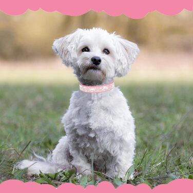 Нашийник для собак та котів Suiecuor, 4 шт., з блискітками, рожевий, S