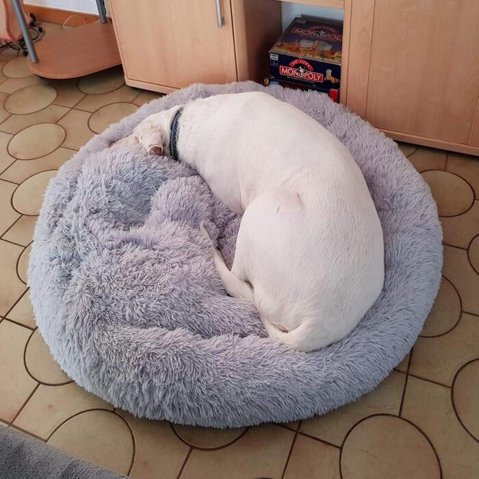 Ортопедичне ліжко для собак XXL: м'яке, овальне, з ефектом пам'яті, для великих собак (Лабрадор), антистрес, сіре, миється