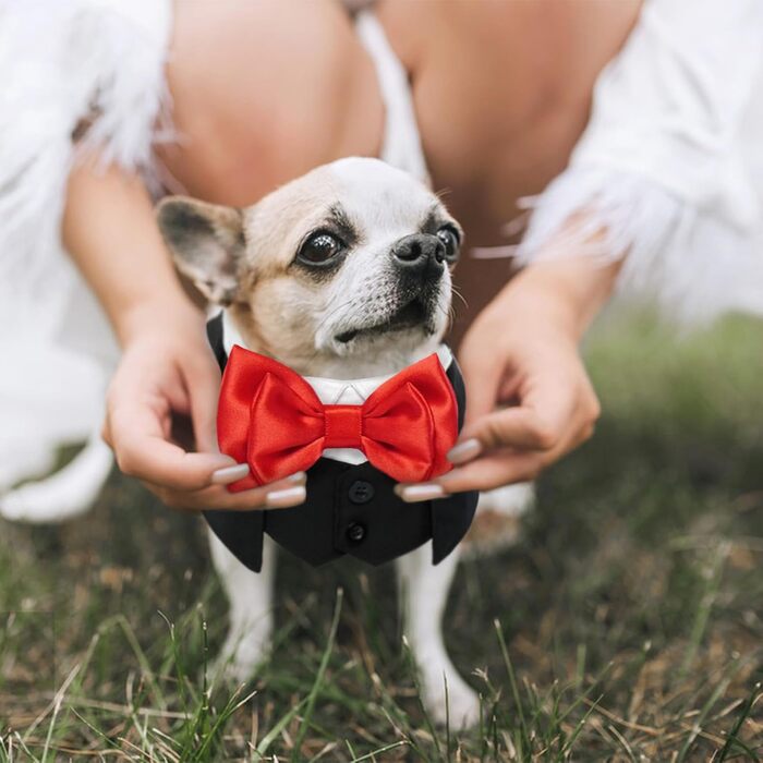 Нашийник для собак з краваткою для весілля, смокінгу, Дня святого Валентина, дня народження - костюм для собак, одяг для котів (чорний, M) M Чорний