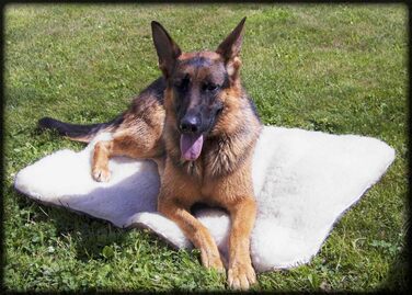 Activedogs Sherpa Hundebett: антибактеріальне, машинне прання, 46x51 см