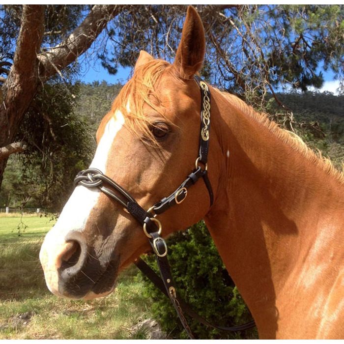 Зауваж для коня, регульований, фіолетовий, 10 см - аксесуари для верхової їзди, аксесуари для сідла