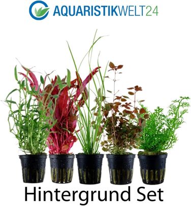Набір з 5 акваріумних рослин для фону AquaOne: Murdannia, Ludwigia, Cyperus, Alternanthera, Ceratopteris