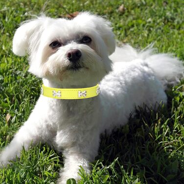 Нашийник для собак HALFSUO з шкіри та поводок Cobo: комплект для маленьких та середніх собак і котів (S, жовтий)