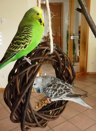 Дерев'яний іграшковий кілечко з лози для птахів (волинки, корели та ін.); Vogelgaleria®