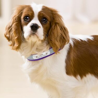 Персоналізоване відбиваюче нашийник та поводок для собак Senristar з гравіюванням, для малих, середніх та великих собак та котів (L, ширина 2,5 см, обхват шиї 34-45 см), фіолетовий комплект