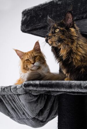 Дерев'яний кігтеточка для великих котів Petrebels Maine Coon XXL Lookout 198, надміцний, стовпи 15 см Ø, 100x60x198 см, чорний
