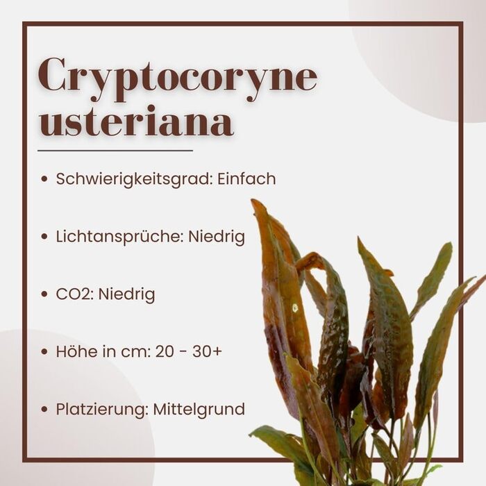 Акваріумна рослина Cryptocoryne usteriana, 3 шт, середній план, для акваріума, повністю вкорінена, для акваскейпу та декору