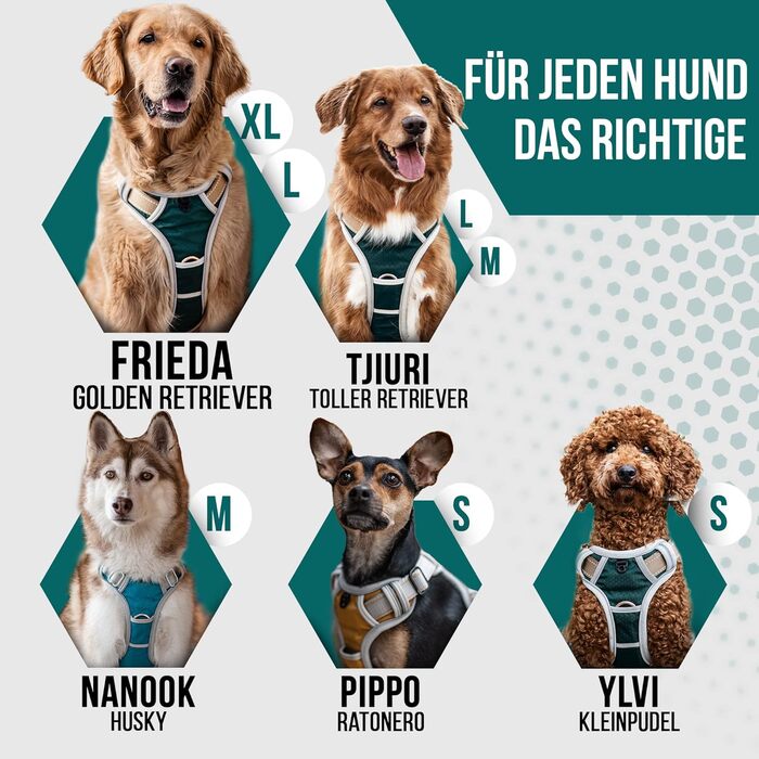Набір повідка та шлейки для собак – дихаючий, регульований, з м'якою підкладкою та світловідбиваючими елементами – для великих та середніх собак (зелений, S (51-66 см обхват грудей))