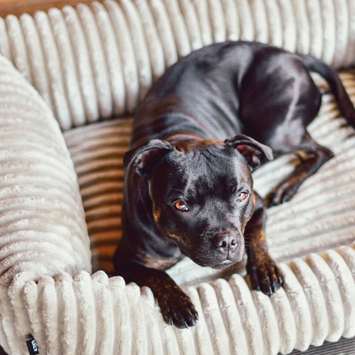 Плюшеве лежак для собак BELLA, 60x40 см, бежевий