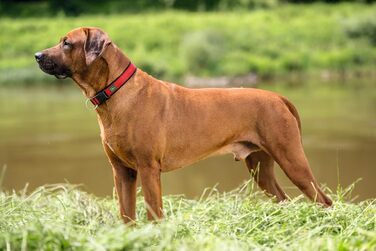 Нашийник для собак HUNTER Neopren Vario Plus, червоно-чорний, розмір L/2.5, міцний нейлон, м'яка неопренова підкладка, регульований, з поглиначем ривка, зручний, легкий у догляді