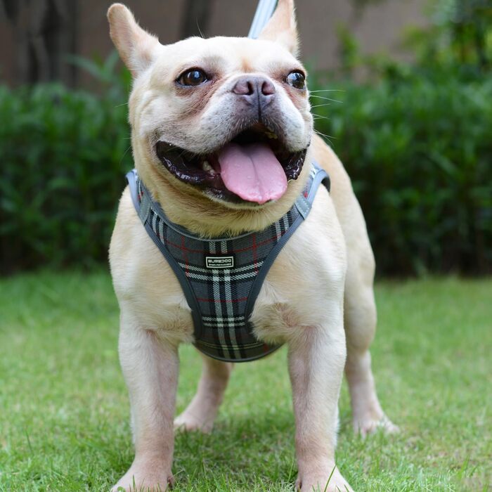 Нашийник для собак маленьких порід з повідком, анти-тягнучий, світловідбиваючий, дихаючий, нагрудник для цуценят (S, обхват грудей: 29-33см) (Сірий в клітинку, XL (обхват грудей: 46-53см, вага: 8-10.5кг))