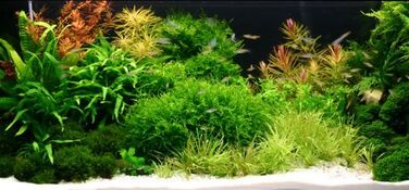 Комплект акваріума Wiwal 72 л, гнутий, 60x30x40 см, з фільтром та освітленням