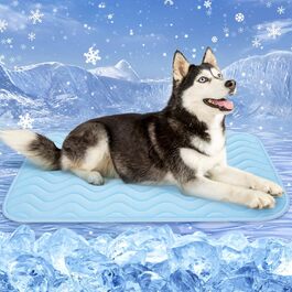 колір: блакитна плитка для собаки