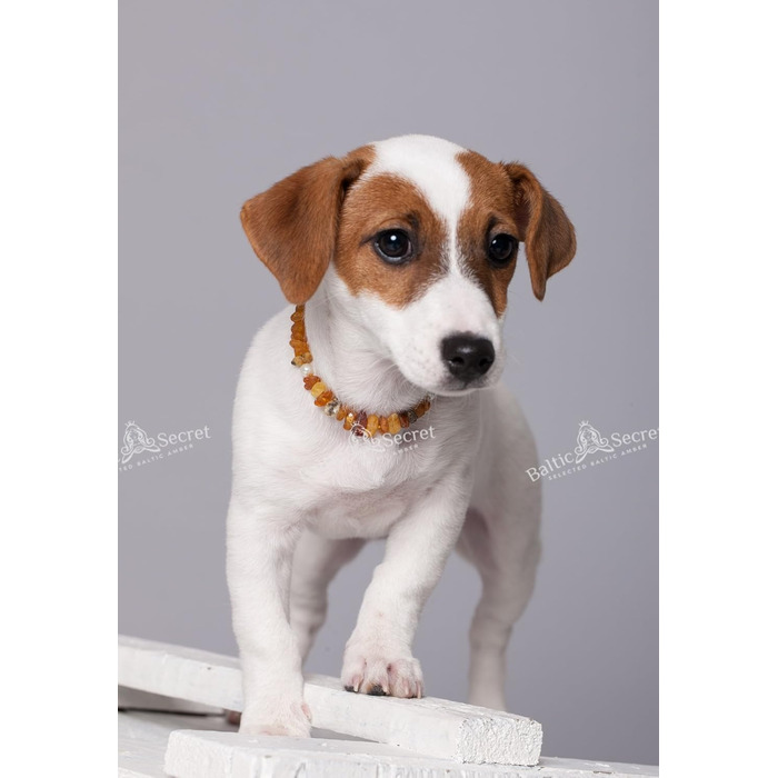 Янтарний намисто для собак | Нашийник для собак та котів | Нашийник для собак з натурального янтару з перлами