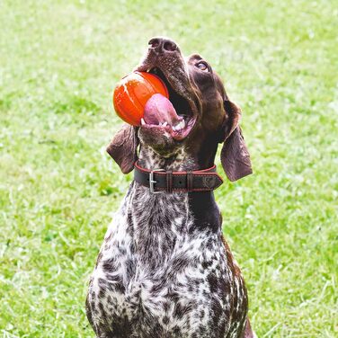 Нашийник для собак Riparo з екошкіри, регульований, посилений, чорно-червоний, L