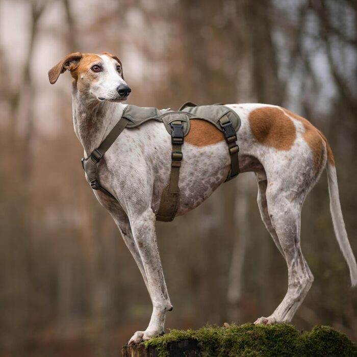 Snootiful Hound амуніція для грейхаунда – втечостійка шлейка для лurcher та хортів, 3-точкова, м'яко утеплена, не ковзає, оливкова, розмір M