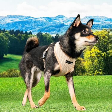 Нашийник для собак Puppia Cynthia з паєтками, блакитний, для маленьких та середніх собак, розмір Small