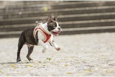 М'який нашийник для собак CHIARA MIA, розмір XL, червоний, водонепроникний, з клямками, світловідбиваючі смуги