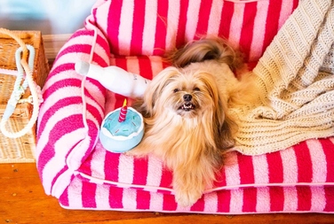 Розкішний диван для собак та котів – комфортне лежак-ліжко для домашніх тварин