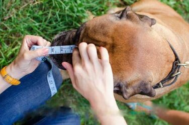 Легкий шкіряний намордник L&J Pets для Догу де Бордо та Бульмастифа, бежевий