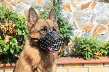 Металевий намордник Dingo