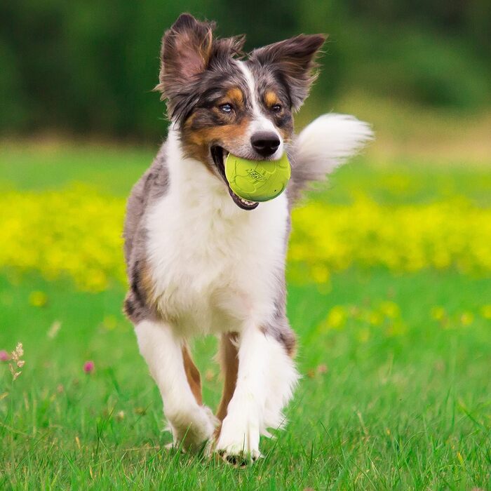 Іграшка для собак Nerf Dog, м'яч-брязкальце 9,7 см, зелений, для апорту, для середніх і великих порід, для дому та вулиці
