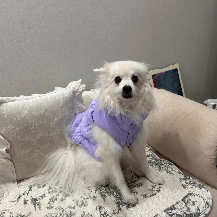 Зимова куртка для собак великих порід, тепла та водонепроникна, з відбивачами, фірмовий стиль (XL, світло-фіолетовий)