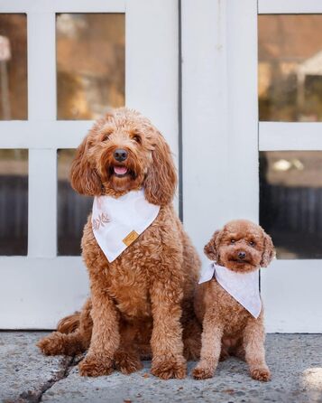 Набір бандани для собак Remy+Roo, 4 шт, екстра великі, регульовані, поліестер, запатентована форма, квітковий дизайн